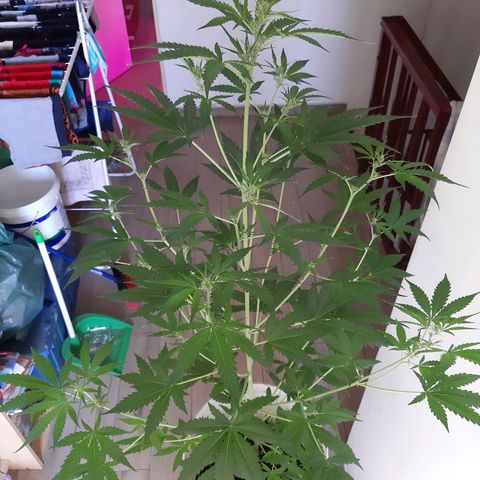 Assorted auto buddha seed  growlog timeline photo