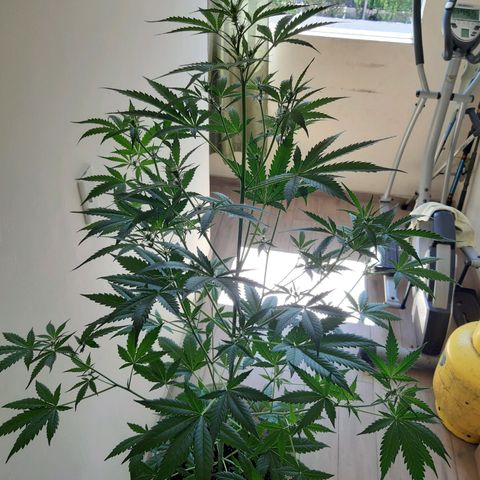 Assorted auto buddha seed  growlog timeline photo