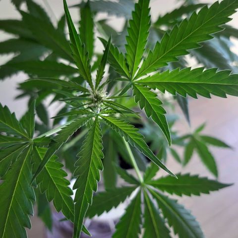 Assorted auto buddha seed  growlog timeline photo