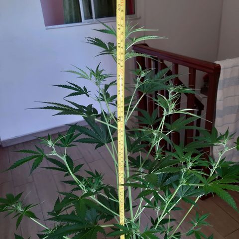Assorted auto buddha seed  growlog timeline photo