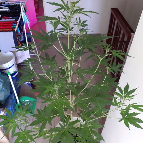 Assorted auto buddha seed  growlog timeline photo