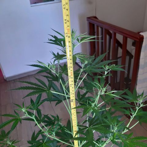 Assorted auto buddha seed  growlog timeline photo