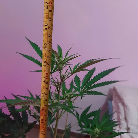 Assorted auto buddha seed  growlog timeline photo