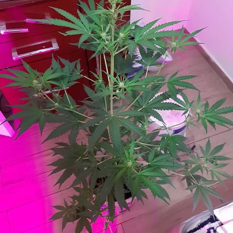 Assorted auto buddha seed  growlog timeline photo