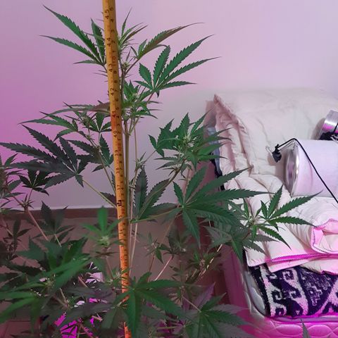 Assorted auto buddha seed  growlog timeline photo