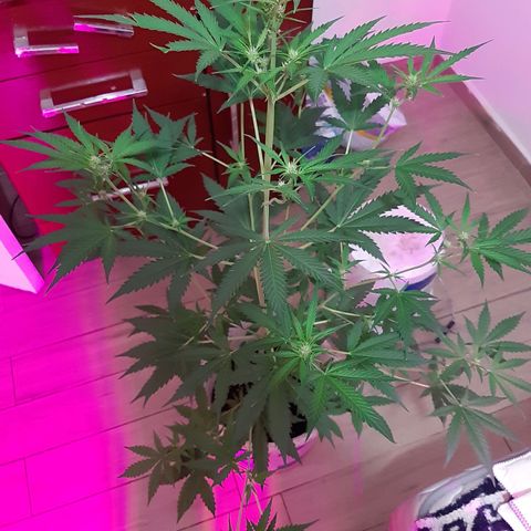 Assorted auto buddha seed  growlog timeline photo