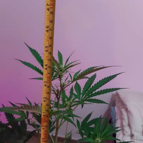 Assorted auto buddha seed  growlog timeline photo