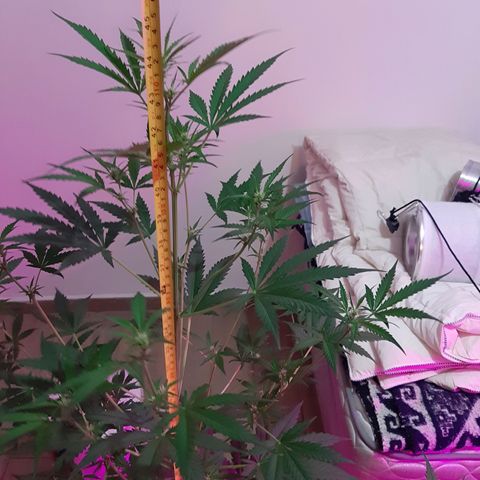 Assorted auto buddha seed  growlog timeline photo