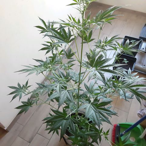 Assorted auto buddha seed  growlog timeline photo