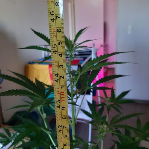 Assorted auto buddha seed  growlog timeline photo