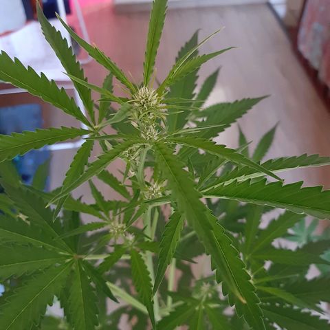 Assorted auto buddha seed  growlog timeline photo