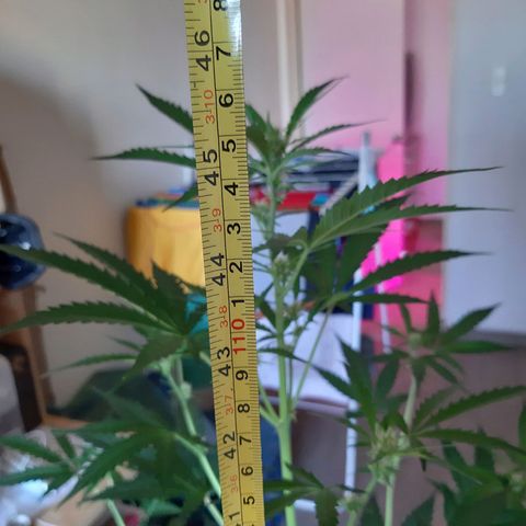 Assorted auto buddha seed  growlog timeline photo