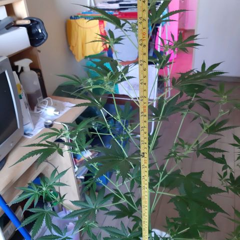 Assorted auto buddha seed  growlog timeline photo