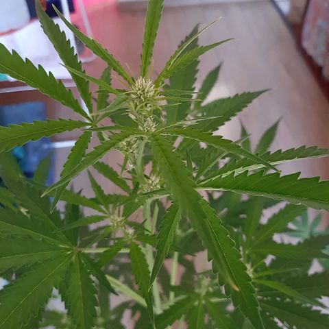Assorted auto buddha seed  growlog timeline photo