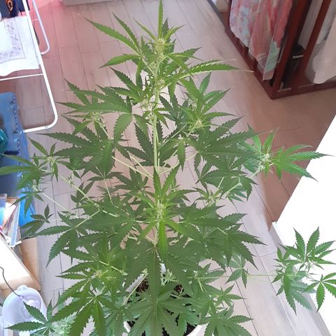 Assorted auto buddha seed  growlog timeline photo