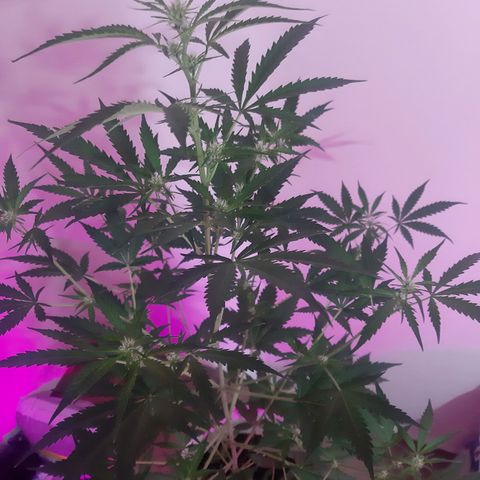 Assorted auto buddha seed  growlog timeline photo