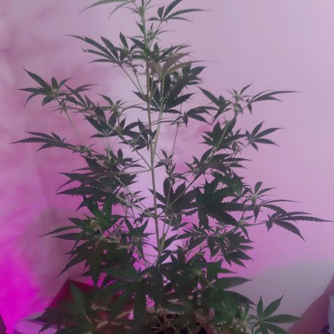 Assorted auto buddha seed  growlog timeline photo