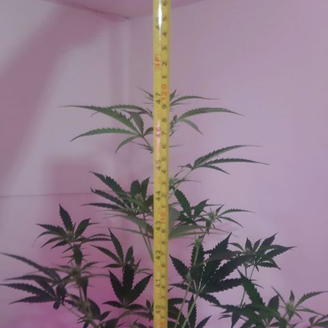 Assorted auto buddha seed  growlog timeline photo