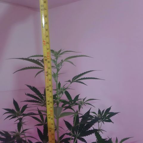 Assorted auto buddha seed  growlog timeline photo