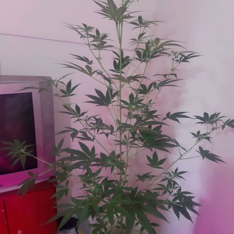 Assorted auto buddha seed  growlog timeline photo