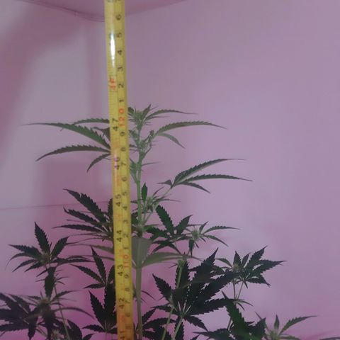 Assorted auto buddha seed  growlog timeline photo