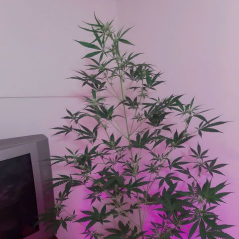 Assorted auto buddha seed  growlog photo: Supero el 1.30 mts. Se dobló cogollo superior para que no tope con foco LED.