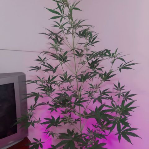 Assorted auto buddha seed  growlog photo: Supero el 1.30 mts. Se dobló cogollo superior para que no tope con foco LED.