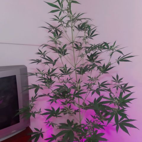 Assorted auto buddha seed  growlog photo: Supero el 1.30 mts. Se dobló cogollo superior para que no tope con foco LED.