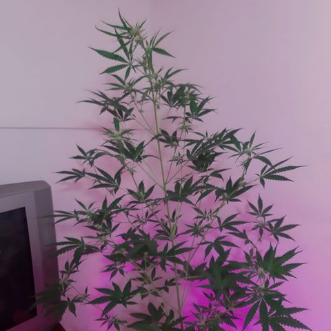 Assorted auto buddha seed  growlog photo: Supero el 1.30 mts. Se dobló cogollo superior para que no tope con foco LED.