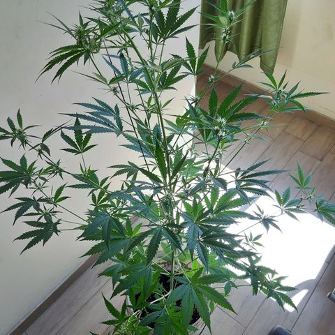 Assorted auto buddha seed  growlog timeline photo