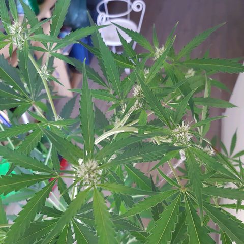 Assorted auto buddha seed  growlog timeline photo
