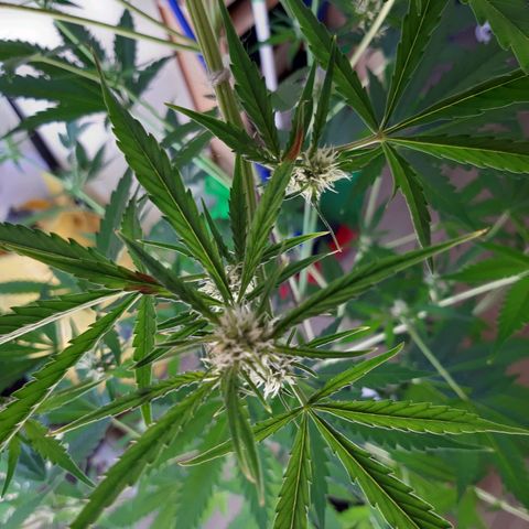 Assorted auto buddha seed  growlog timeline photo