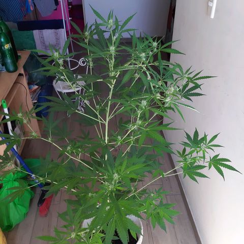 Assorted auto buddha seed  growlog timeline photo