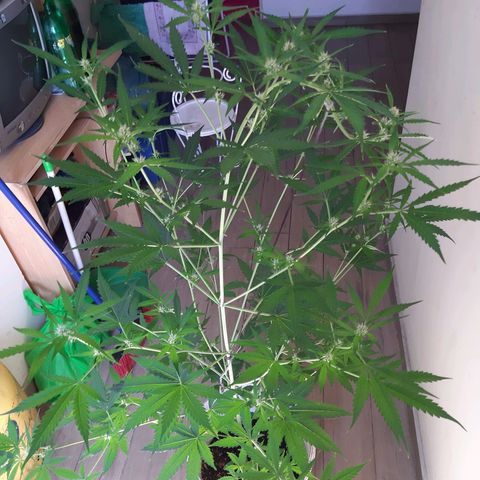 Assorted auto buddha seed  growlog timeline photo