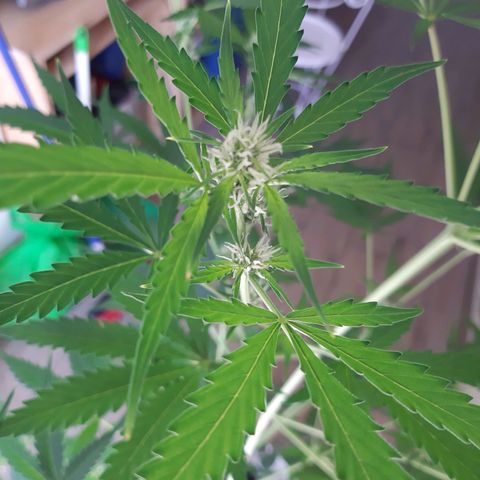 Assorted auto buddha seed  growlog timeline photo