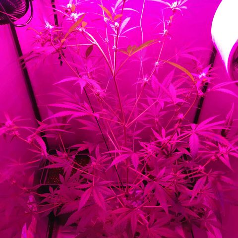 Assorted auto buddha seed  growlog timeline photo