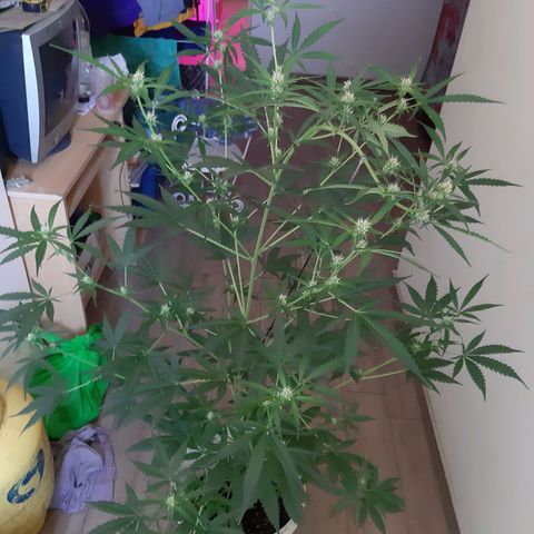 Assorted auto buddha seed  growlog timeline photo