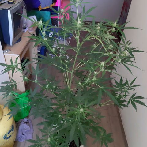 Assorted auto buddha seed  growlog timeline photo