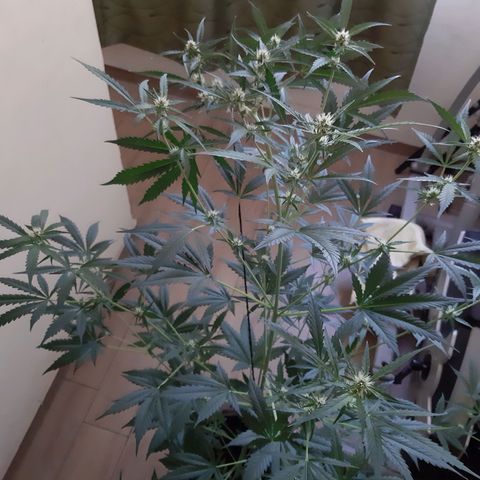 Assorted auto buddha seed  growlog timeline photo
