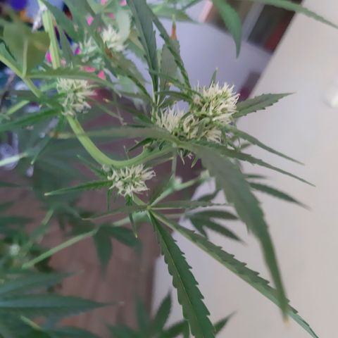 Assorted auto buddha seed  growlog timeline photo