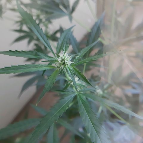 Assorted auto buddha seed  growlog timeline photo