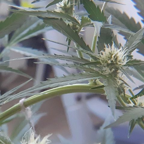 Assorted auto buddha seed  growlog timeline photo