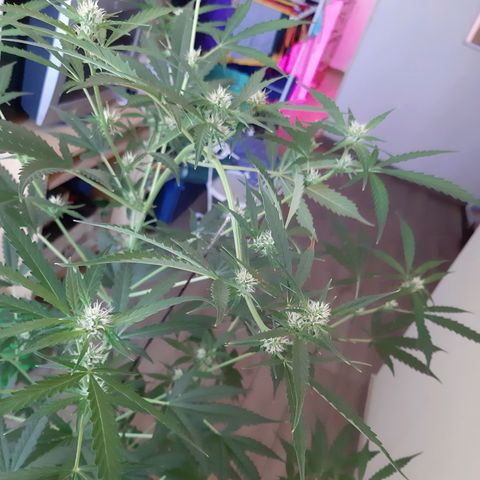 Assorted auto buddha seed  growlog timeline photo