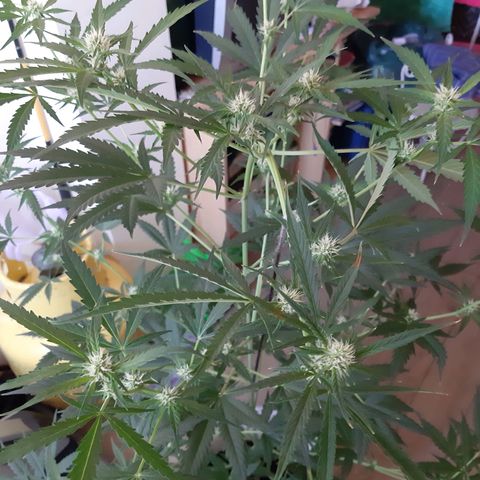 Assorted auto buddha seed  growlog timeline photo