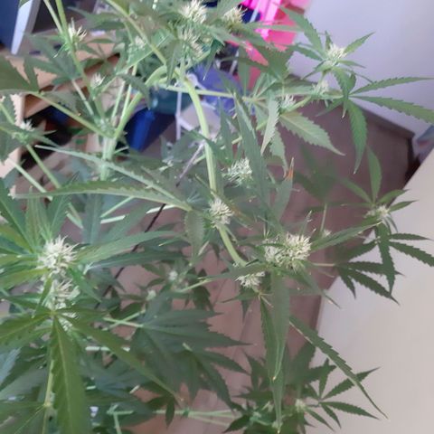 Assorted auto buddha seed  growlog timeline photo