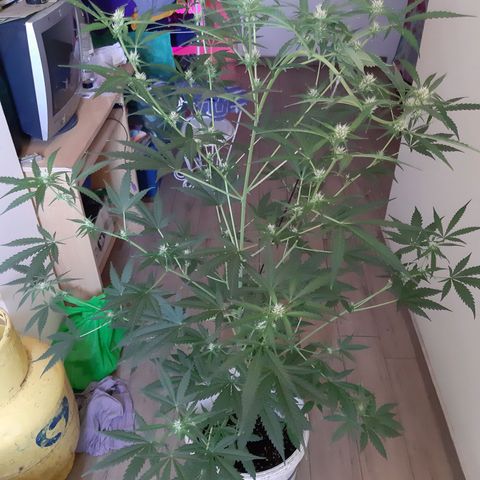 Assorted auto buddha seed  growlog timeline photo