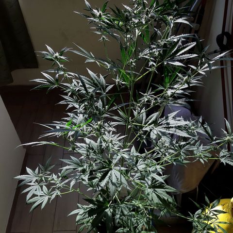 Assorted auto buddha seed  growlog timeline photo