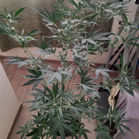 Assorted auto buddha seed  growlog timeline photo
