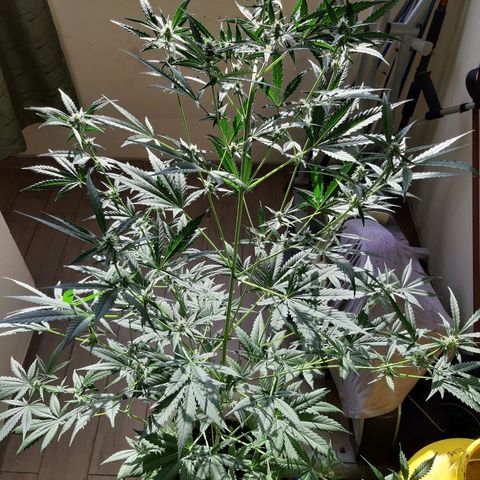 Assorted auto buddha seed  growlog timeline photo