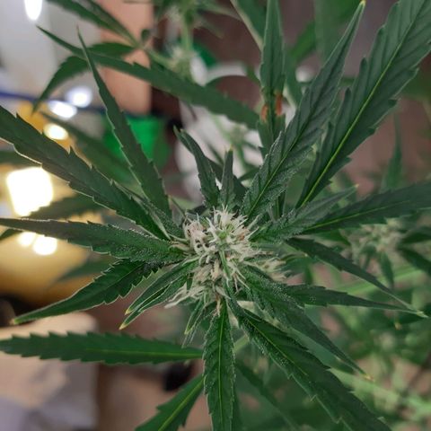 Assorted auto buddha seed  growlog timeline photo